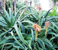 蘆薈(Aloe)(會員價$190)
