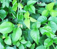 145.野葛（Rhus-T.)(會員價$190)