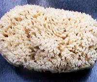 148.海綿（Spong.)(會員價$190)