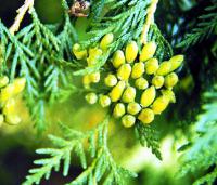 150.側柏(Thuja)(會員價$190)