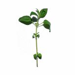马约兰花(Orig.)--Origanum majorana